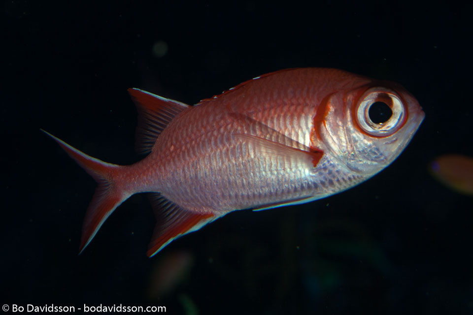 BD-130713-Maldives-0346-Myripristis-vittata.-Valenciennes.-1831-[Whitetip-soldierfish].jpg